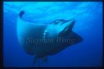 Spotted Eagle Ray 02