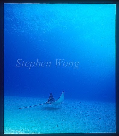 Spotted Eagle Ray 07