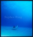 Spotted Eagle Ray 07