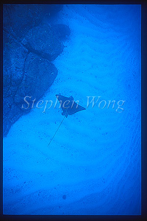 Spotted Eagle Ray 08