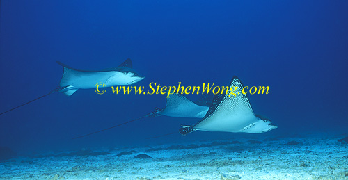 Spotted Eagle Ray 10 060608