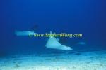 Spotted Eagle Ray 11 060608