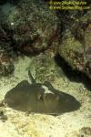 Stingray, Diamond Stingray juvenile 110104