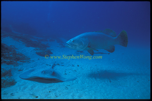 Stingray & Queensland Grouper 01 0705