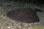 Torpedo Ray 01