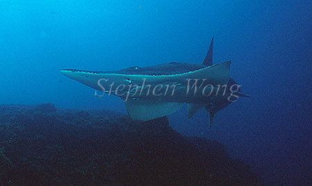 White-Spotted Shovelnose Ray 02