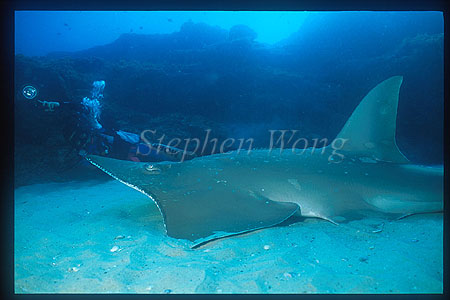 White-Spotted Shovelnose Ray 03 & Takako, StradbrokeIs Aus2001