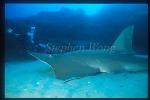 White-Spotted Shovelnose Ray 03 & Takako, StradbrokeIs Aus2001