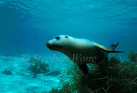 Australian Sealion 01