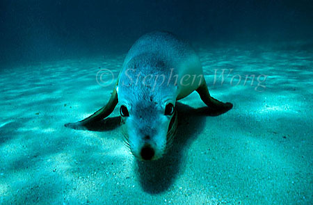 Australian Sealion 02