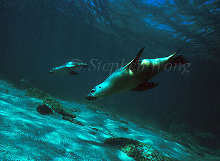 Australian Sealion 04