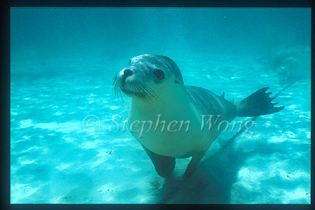 Australian Sealion 05