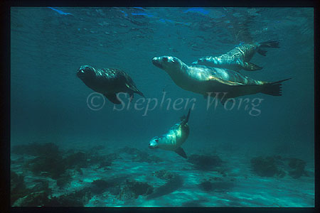 Australian Sealion 06