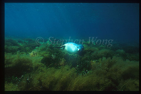 Australian Sealion 08