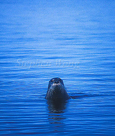 Bearded Seal 01