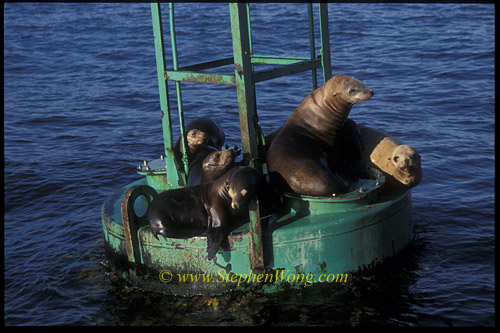 California Seaions 01 0705