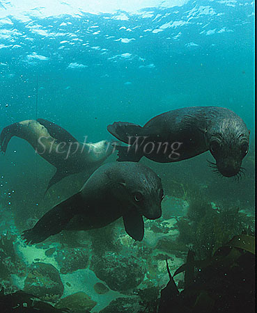 Cape Fur Seal 03