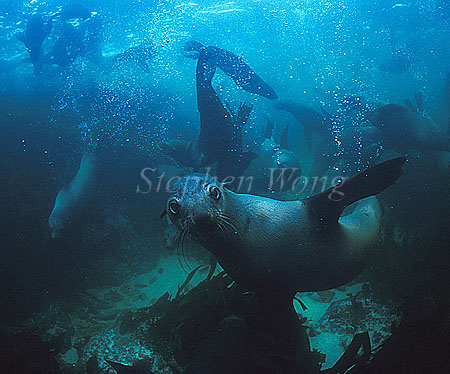 Cape Fur Seal 05