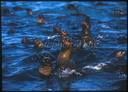 Cape Fur Seal 11