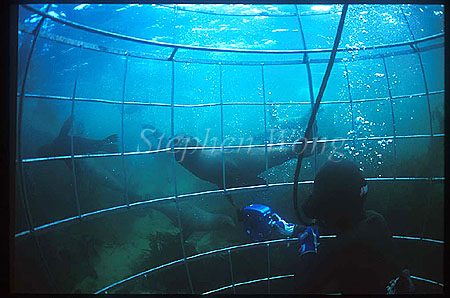 Cape Fur Seal 12 & diver on hookah
