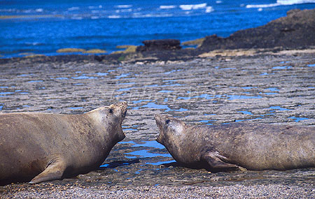 Elephant Seal, Southern 01 juveniles quarrel