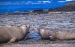 Elephant Seal, Southern 01 juveniles quarrel