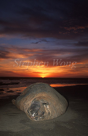 Elephant Seal, Southern 03 alpha male beachmaster