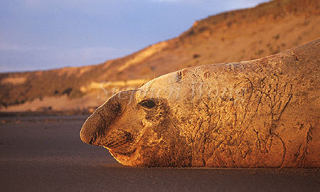 Elephant Seal, Southern 04 bull