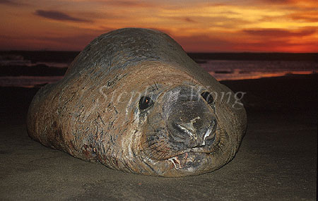 Elephant Seal, Southern 05 alpha male beachmaster