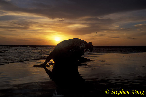 Elephant Seal, Southern 08 rowdy alpha male 020804