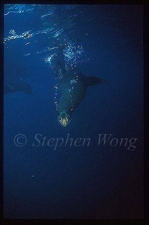 Galapagos Fur Seal 01