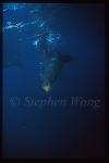 Galapagos Fur Seal 01