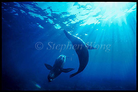 Galapagos Sealion 01