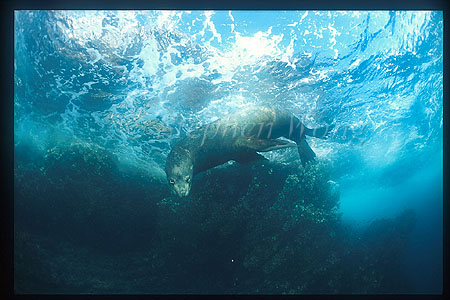 Galapagos Sealion 02 angry bull