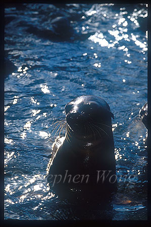 Galapagos Sealion 03 pup