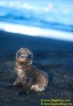 Galapagos Sealion 04 pup 110104