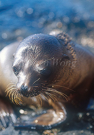 Galapagos Sealion 04a pup