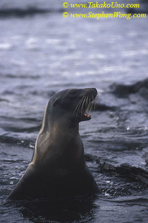 Galapagos Sealion 05 pup 110104 (1)