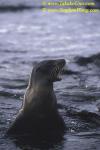 Galapagos Sealion 05 pup 110104 (1)