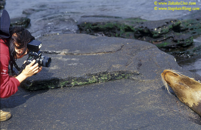 Galapagos Sealion 06 & Takako 110104 (3)
