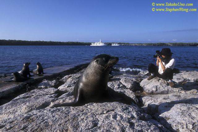 Galapagos Sealion 07 & Takako 110104 (4)