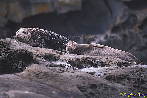 Harbor Seals 01 mom & pup, Vancouver Is 110103