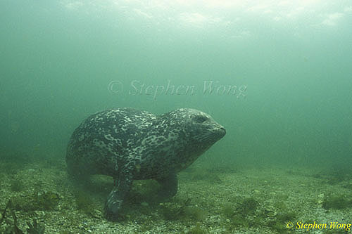 Harbor Seals 01 pup, Vancouver Island 110103