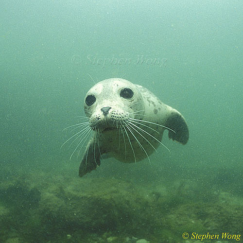 Harbor Seals 02a pup, Vancouver Island 110103