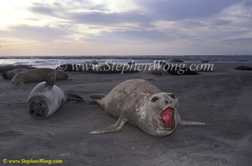 Southern Elephant Seals 01 mom&calf copy