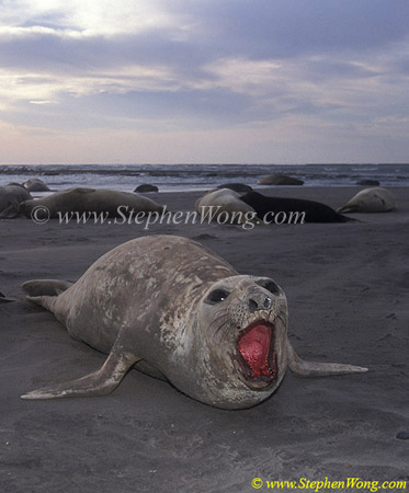 Southern Elephant Seals 01a mom copy