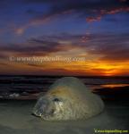 Southern Elephant Seals 06a bull copy