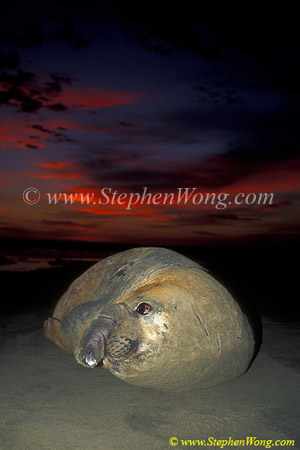 Southern Elephant Seals 08 bull copy